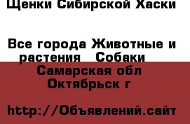 Щенки Сибирской Хаски - Все города Животные и растения » Собаки   . Самарская обл.,Октябрьск г.